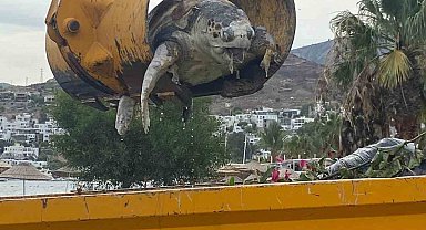 Bodrum'da deniz kaplumbağası sahile vurdu