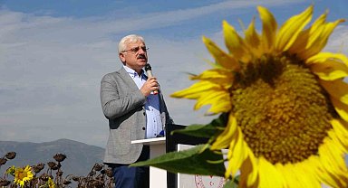 Bolu'nun yeni gözdesi 'yağlık ayçiçeği', 3 yılda üretim 2 katına çıktı