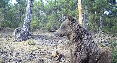 Boz ayının keyif anları görüntülendi