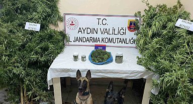 Bozdoğan'da uyuşturucu operasyonu