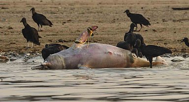 Brezilya Amazonları'nda yunus ölümleri devam ediyor