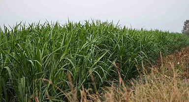 Bu bitkiyle hayvancılıkta yem maliyeti yarıya düşecek