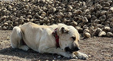 Bu köpek günde 4 kilogram pancar yiyor