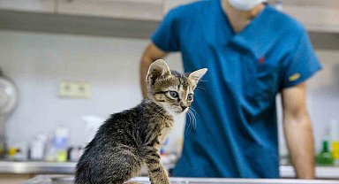 Buca'da can dostları için seferberlik başlatıldı