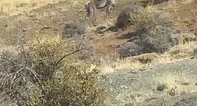 Burdur'da ilk kez geyik gören vatandaş şaşkınlığını gizleyemedi