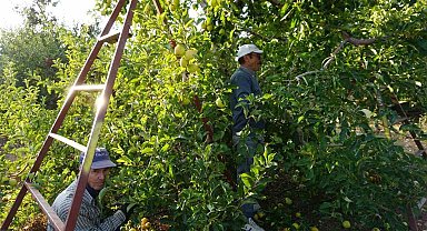 Burdur'un meyve bahçesi Yeşilköy'de elma hasadı başladı