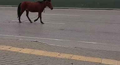 Bursa'da anayola çıkan at tehlike saçtı