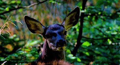 Bursa'da nadir görülen kızıl geyik görüntülendi