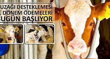 Buzağı desteklemesi 2'nci dönem ödemeleri bugün başlıyor