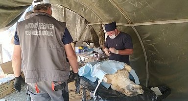 Can dostlar sahra hastanesinde şifa buldu