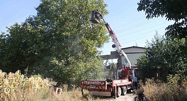 Can güvenlikleri için ağaçlardaki cevizleri vinçle topluyorlar