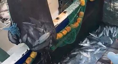 Çanakkale Boğazı'nda torik bereketi