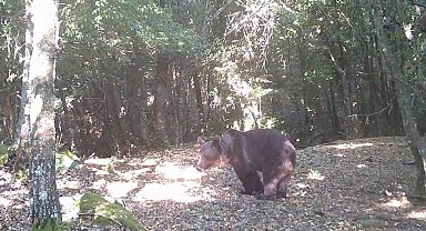 Çanakkale'de boz ayı görüntülendi