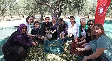 Çanakkale'de zeytin hasadı şenlikle başladı