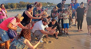 Caretta carettalar Aydın'ı sevdi