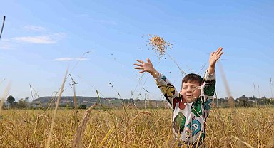 Çeltikte bereketli hasat