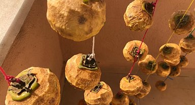 Cennet hurmaları kışa hazırlanıyor