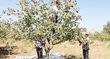 Çermik'te dolu ve yağış fıstık üreticisini etkiledi
