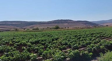 Çermik'te ikinci ürün tarımına yoğun ilgi