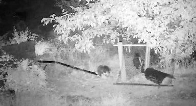 Ceviz yemeye gelen ayılar güvenlik kamerasında