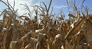 Çiftçiler mısır hasadını bekliyor