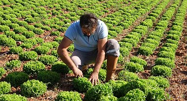 Çiftçiye dağıtılan marul fidesinde yüksek verim elde edildi