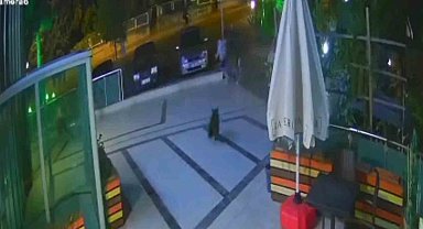 Çocuğunu ayıdan böyle kurtardı