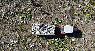 Coğrafi işaretli meşhur Sakarya kabağında hasat zamanı