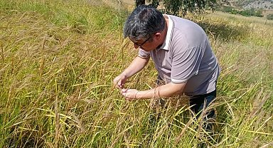 Çömlek patlatan pirincin hasat dönemi geldi