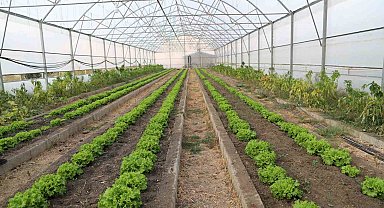 Çukurca seralarında 4 mevsim üretim yapılıyor