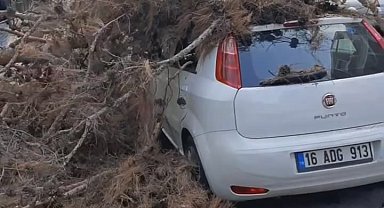 Çürük ağaç otomobilin üzerine devrildi