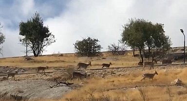 Dağ keçileri sürü halinde görüntülendi