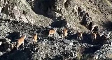 Dağların cambazları böyle görüntülendi