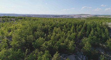 Demir Export'un diktiği fidan sayısı 1,5 milyona ulaştı