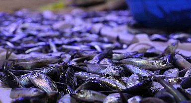 Deniz suyu soğumaya, balık tezgâhları şenlenmeye başladı