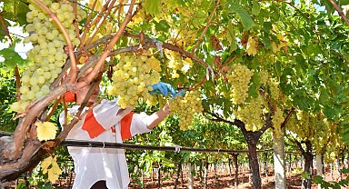 Denizli'nin bağlarında üzüm hasadı sona erdi