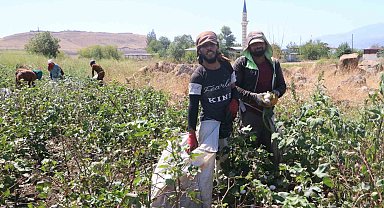 Depremzede tarım işçilerinin zorlu pamuk mesaisi