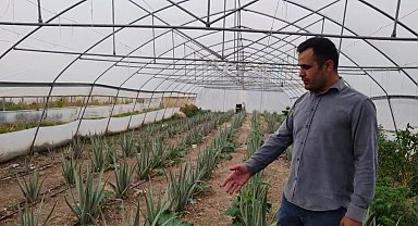 Derecik'te ilk kez yetiştirilen aloe vera üreticiyi memnun etti