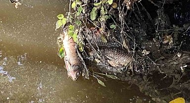 Deredeki balıklar telef oldu