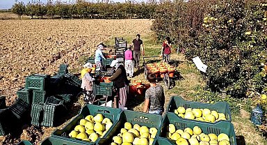 Deveci armudu yüzleri güldürdü