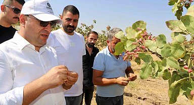 Diyarbakır'da fıstık hasadına başlandı