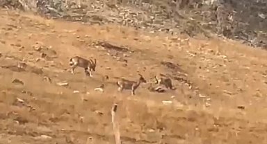 Diyarbakır'da yaban keçileri görüntülendi