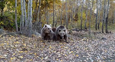 Doğa fotoğrafçısının ayılarla Kürtçe diyaloğu gülümsetti