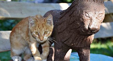 Doğadan topladığı ağaç ve taşları sanat eserine dönüştürüyor