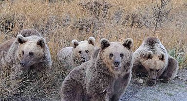 Doğaseverlere ayı sürprizi
