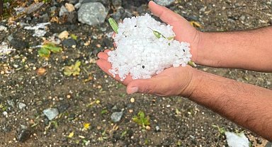 Dolu yağışı zeytin ağaçlarına zarar verdi