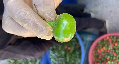 Domates görünümlü biberler ilgi odağı oldu