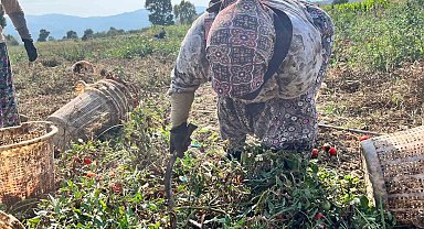 Domates üreticisi düşük fiyatlar nedeniyle dertli
