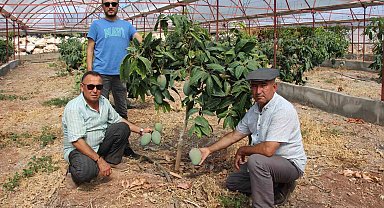 Domatesleri söktü, serasını mango bahçesine dönüştürüp 300 yıllık yatırım yaptı
