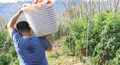 Domateste güz hasadı başladı